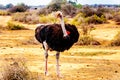 Male Ostrich at an Ostrich Farm in Oudtshoorn in the Western Cape Province of South Africa Royalty Free Stock Photo