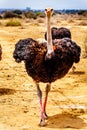 Male Ostrich at an Ostrich Farm in Oudtshoorn in the Western Cape Province of South Africa Royalty Free Stock Photo