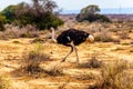 Male Ostrich at an Ostrich Farm in Oudtshoorn in the Western Cape Province of South Africa Royalty Free Stock Photo