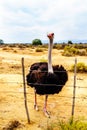 Male Ostrich at an Ostrich Farm in Oudtshoorn in the Western Cape Province of South Africa Royalty Free Stock Photo