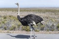 male ostrich on road at Smitswinkel flats, Cape Town