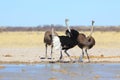 Male ostrich showing off