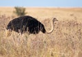 Male ostrich staying low Royalty Free Stock Photo