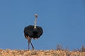 Male Ostrich Struthio camelus 4772 Royalty Free Stock Photo