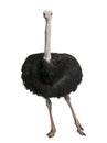 Male ostrich - Struthio camelus