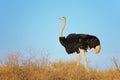 Male ostrich