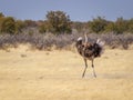 A male ostrich Struthio Camelus completes his mating ritual with a flourish of his large wings, Etosha National Park, Namibia. Royalty Free Stock Photo