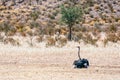 Male Ostrich, Struthio camelus, lying on the ground Royalty Free Stock Photo