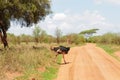 Male Ostrich Struthio camelus Royalty Free Stock Photo