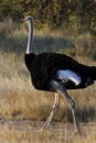 Male Ostrich (Struthio camelus) - Namibia Royalty Free Stock Photo