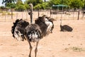 Male ostrich Struthio camelus Royalty Free Stock Photo