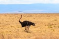 Male ostrich (Struthio camelus) in savanna in Ngorongoro Crater National park in Tanzania Royalty Free Stock Photo