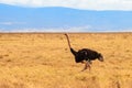 Male ostrich (Struthio camelus) in savanna in Ngorongoro Crater National park in Tanzania Royalty Free Stock Photo