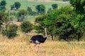 Male ostrich Struthio camelus in savanna in Serengeti National park in Tanzania Royalty Free Stock Photo