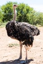 Male ostrich Struthio camelus Royalty Free Stock Photo