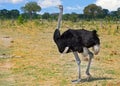 Male Ostrich Struthio camelus standing on the African plains in Hwange, Zimbabwe