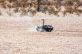 Male Ostrich, Struthio camelus, taking a dust bath Royalty Free Stock Photo