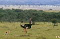 MALE OSTRICH struthio camelus WITH THOMSON`S GAZELLE gazella thomsoni, KENYA