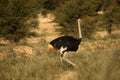 Male Ostrich Struthio camelus walking in dry grass in Kalahari desert Royalty Free Stock Photo