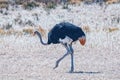 Male Ostrich, Struthio camelus, walking in grass Royalty Free Stock Photo