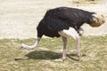 Male Ostrich walking Royalty Free Stock Photo