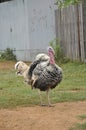 Male Outdoor Day Turkey Stand Royalty Free Stock Photo