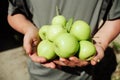 Summer hands holding harvested green apples Royalty Free Stock Photo