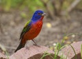 Male painted bunting