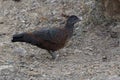 Male Painted Spurfowl who stands on the edge of the forest on a