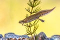 Male Palmate newt swimming in natural aquatic habitat Royalty Free Stock Photo