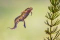 Male Palmate newt swimming in natural aquatic habitat