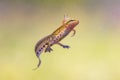 Male Palmate newt swimming in natural aquatic habitat