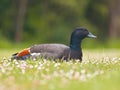 Male paradise duck