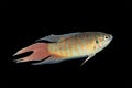 male paradise fish on dark background