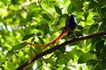A male paradise flycatcher
