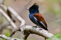 A male paradise flycatcher