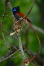 Male Paradise Flycatcher