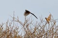 A male Paradise Whydah in flight Royalty Free Stock Photo