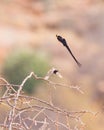 The male Paradise WhydahÃÂ´s dance