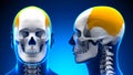 Male Parietal Bone Skull Anatomy - blue concept