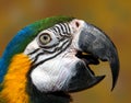 Male parrot beak