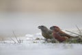 A male parrot crossbill Loxia pytyopsittacus drinking water from a hole in the ice.