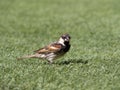 A male passer domesticus on artificial grass