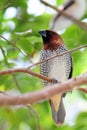 Male passerine bird