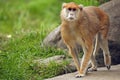 Patas Monkey walking