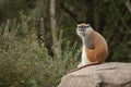 Patas Monkey at zoo