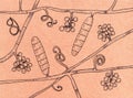 Fungus Trichophyton mentagrophytes, hand-drawn illustration