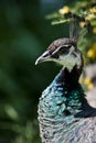 Male Peacock