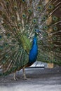 Male Peacock