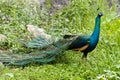 Male peacock Royalty Free Stock Photo